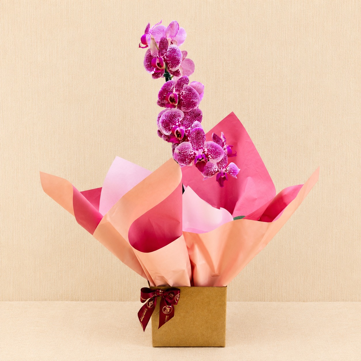 Orqu�dea Phalaenopsis