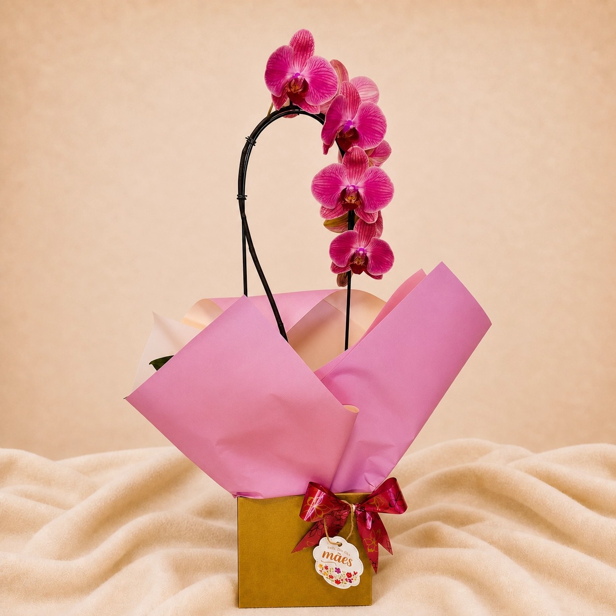Orquidea Phalaenopsis - Dia das M�es