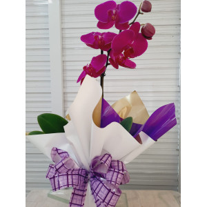 Orqu�dea Phalaenopsis